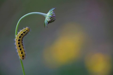 Caterpillar of a Six-spot Burnet Moth (Zygaena Filipendulae)