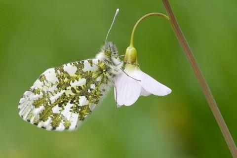 Orange Tip (Anthocharis cardamines)