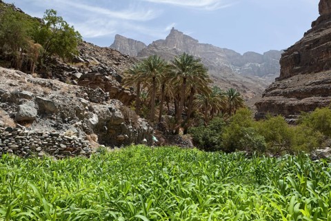 Oasis with date palms and green fields