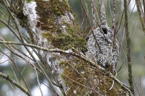 Nest of the Long-tailed Tit or Long-tailed Bushtit (Aegithalos caudatus)
