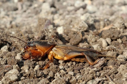European Mole Cricket (Gryllotalpa gryllotalpa)