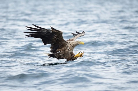 White-tailed Eagle or Sea Eagle (Haliaeetus albicilla) about to grab for a fish