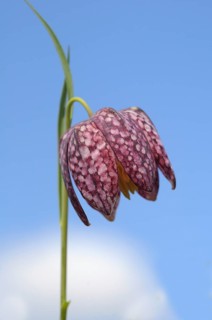 Snake's Head Fritillary (Fritillaria meleagris)