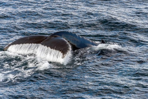 Fluke and fin of a Humpback Whale (Megaptera novaeangliae)