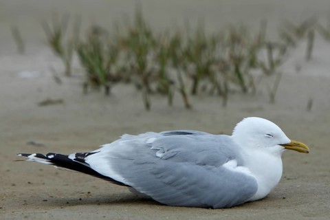 Commomn Gull (Larus canus) acting apathetic and having coordination difficulties due to a thiamine deficiency