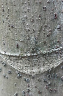 Nursery web spider (Pisauridae spec.) sitting perfectly camouflaged on a tree trunk