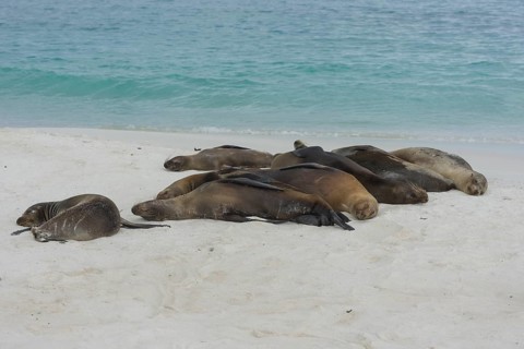 Sleeping Galapagos Sea Lions (Zalophus wollebaeki)