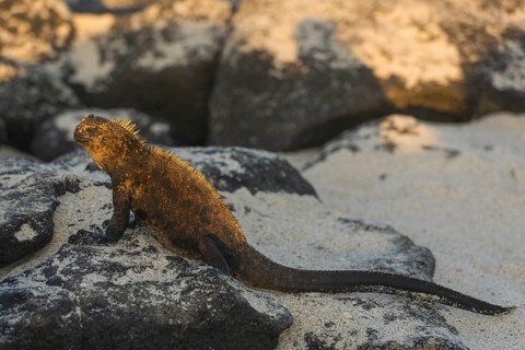 Marine Iguana (Amblyrhynchus cristatus)