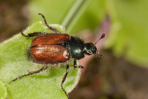 Garden Foliage Beetle or Common Cockchafer (Phyllopertha horticola)