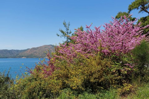 Judas Tree (Cercis siliquastrum)