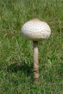 Parasol Mushroom (Macrolepiota procera)