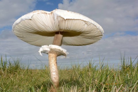 Parasol Mushroom (Macrolepiota procera)