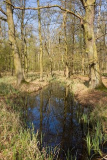 Riparian forest with Oak trees or Pedunculate Oaks (Quercus robur) and pools of water in the spring