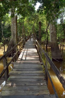 Boardwalk in the flooded forests of Varzea