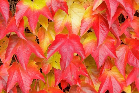 Boston ivy (Parthenocissus tricuspidata)