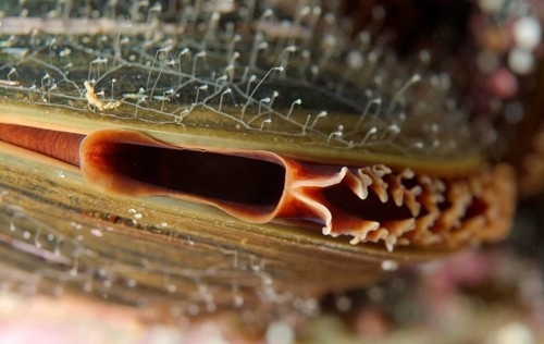 (Crenomytilus grayanus) mussel