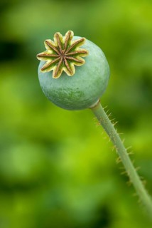 Seed pod of an Opium Poppy (Papaver somniferum)