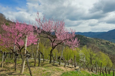 Blossoming peach trees (Prunus persica) in a vineyard