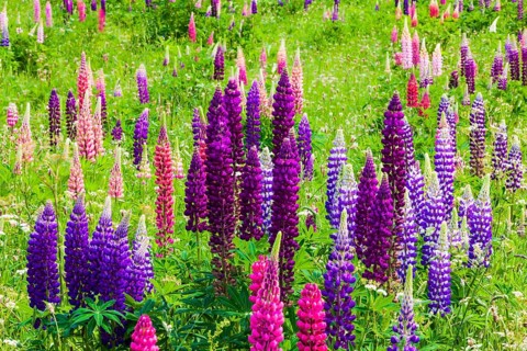 Narrow-leaved lupins (Lupinus angustifolius)