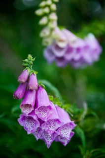 Purple Foxglove or Lady's Glove (Digitalis purpurea)