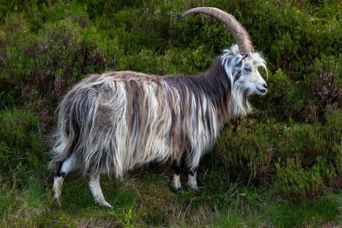 Feral goat (Capra hircus aegagrus)
