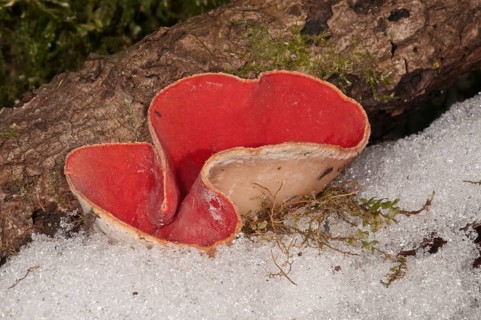 Scarlet Elf Cup (Sarcoscypha coccinea)