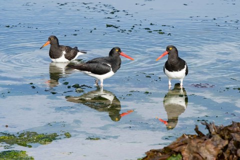 Magellanic Oystercatcher (Haematopus leucopodus)