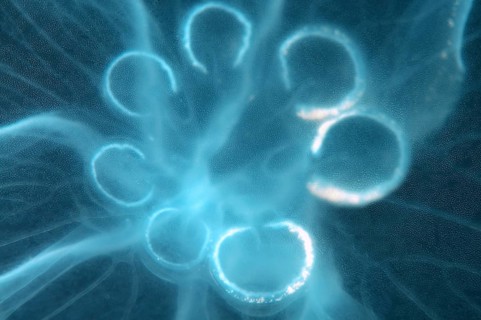 Moon Jellyfish