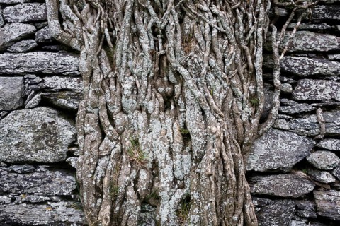 Old brick wall overgrown with ivy roots on Ballycarbery Castle