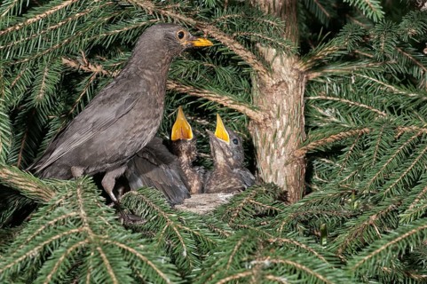Blackbird (Turdus merula)