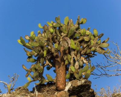 Galapagos Prickly Pear (Opuntia echios)
