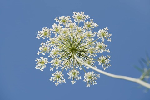 Wild carrot (Daucus carota)
