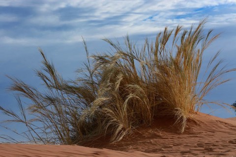 Grass growing on the Elim Dune