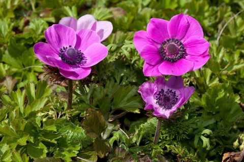 Poppy Anemone or Spanish Marigold (Anemone coronaria)
