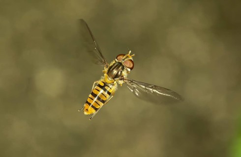 Marmalade Hoverfly (Episyrphus balteatus)