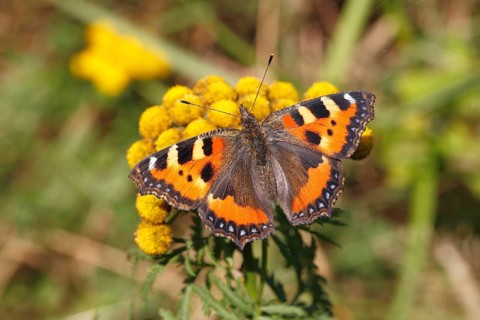 Small Tortoiseshell (Aglais urticae) butterfly with open wings