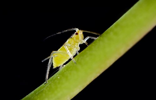 Large Rose Aphid (Macrosiphum rosae)