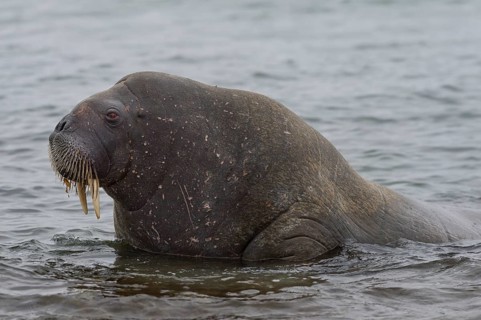 Walrus (Odobenus rosmarus)