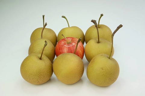 One Braeburn apple amidst Nashi pears