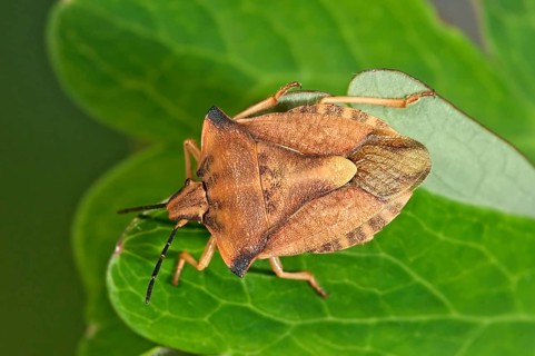 Shield Bug (Carpocoris fuscispinus)