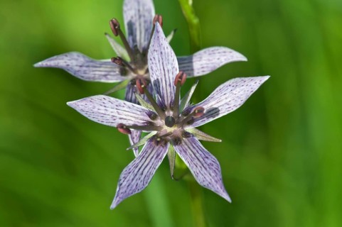 Felwort (Swertia perennis)