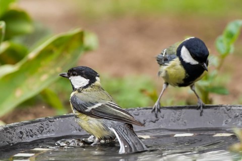 Great Tits (Parus major)