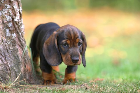 Roughhaired dachshund (Canis lupus familiaris) Puppy