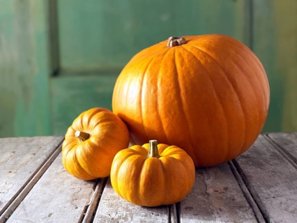Fresh orange mini pumpkins and big pumpkins