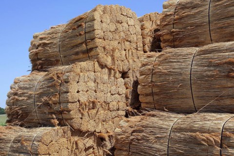 Stacked bundles of reeds