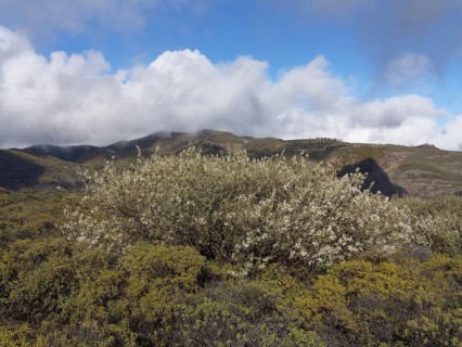 Lucerne Tree or Tagasaste (Chamaecytisus proliferus)