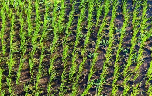 Rice (Oryza sativa) in a rice field