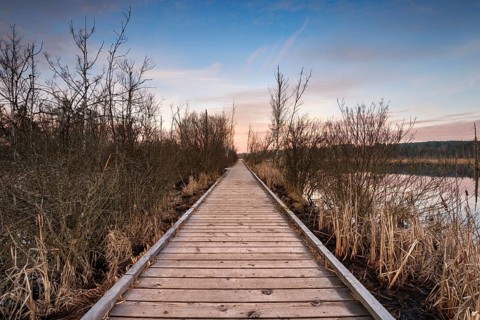 Boardwalk in Schwenninger Moos Nature Reserve