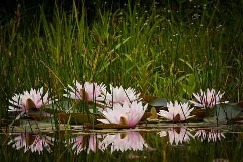 Water lilies (Nymphaea sp.)