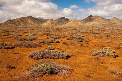 Succulent vegetation on rust-red laterite soil in a winter rainfall desert ecosystem